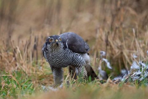 Northern goshawk