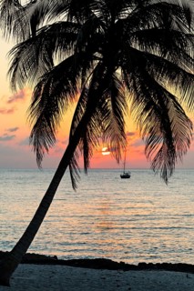 Silhouette of Palm