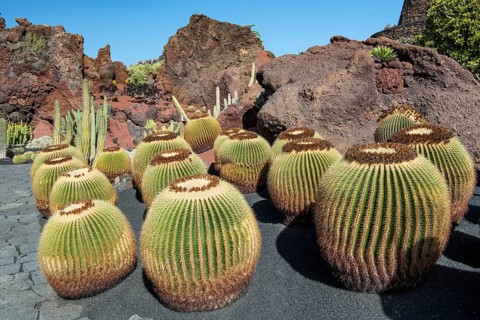 Jardin de Cactus