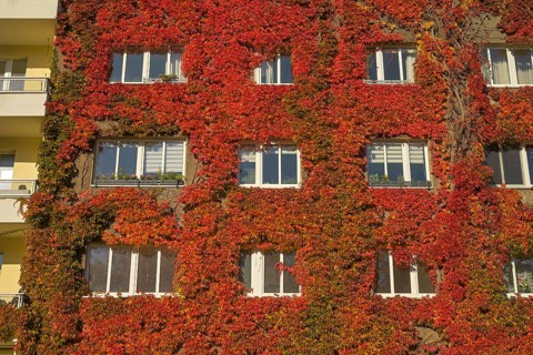 Autumn foliage