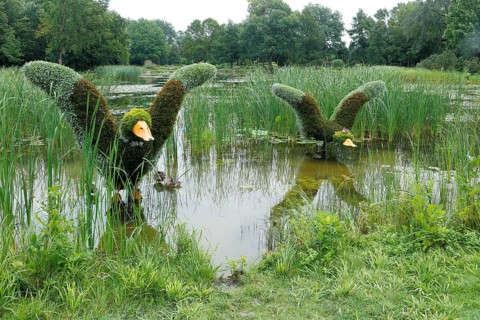 Duck