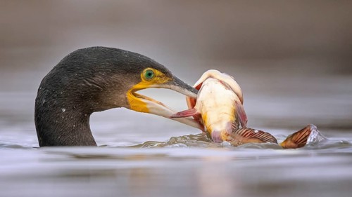 Great cormorant