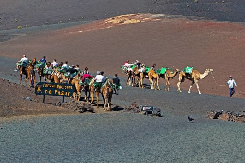 Tourists riding dromedaries in Timanfaya National Park