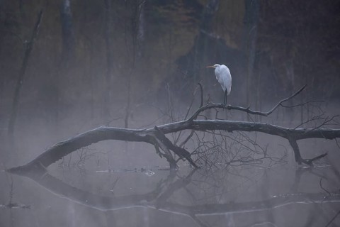 Great egret