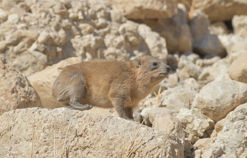Rock hyrax