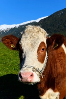 Female domestic cattles