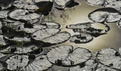Leaves of water lilies