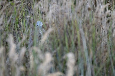 Grey heron