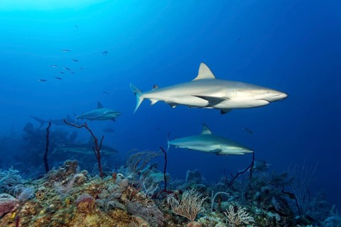 Caribbean reef shark