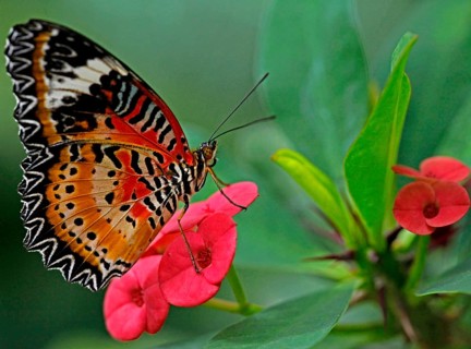 Butterfly Garden Tropical Butterfly Cethosia hypsea Flowers of the crown of thorns