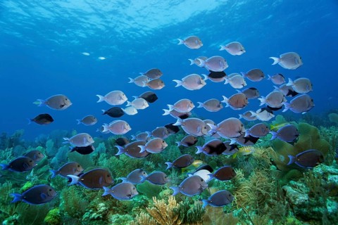 Shoal of atlantic blue tang