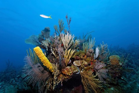 Typical Caribbean coral reef with various corals