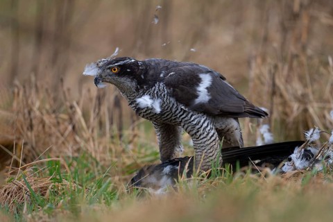 Northern goshawk