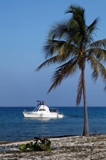Beach with palm tree