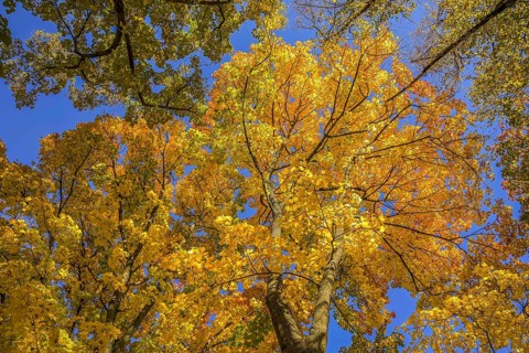 Autumn