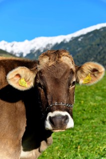 Female domestic cattles