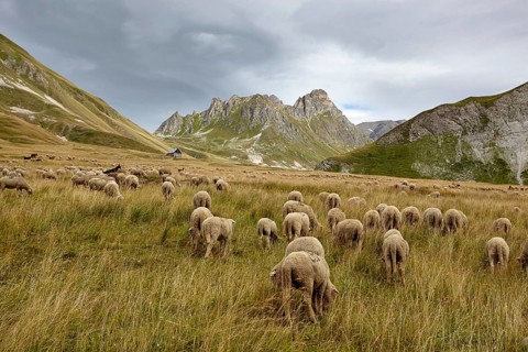 Flock of sheep near Valloire