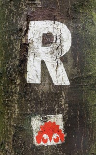 Marking R for Rennsteig on a tree