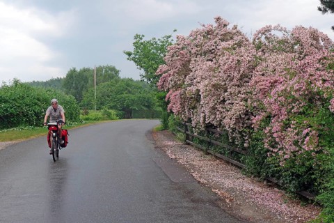 Cyclist with luggage in front of flowering lilac hedge