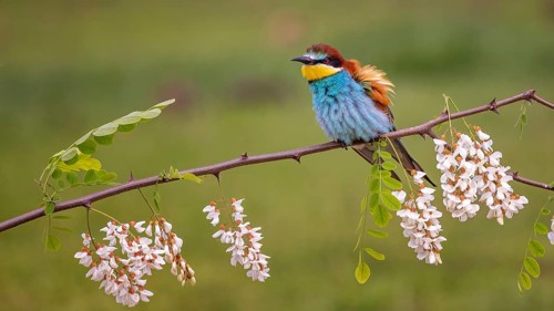 Bee-eater