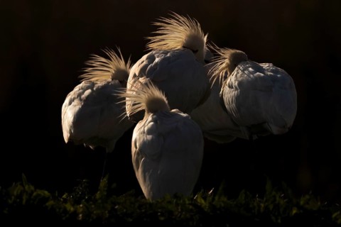 Eurasian spoonbill