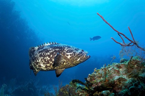 Atlantic goliath grouper