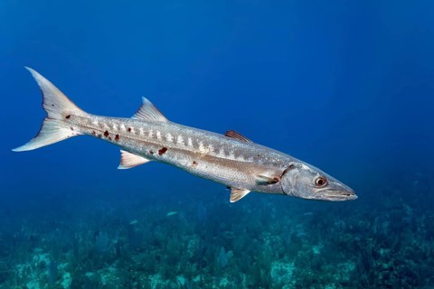 Great barracuda