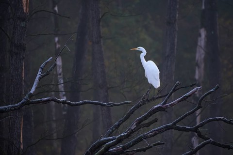 Great egret