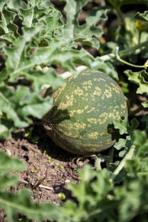Fruit of the bitter apple
