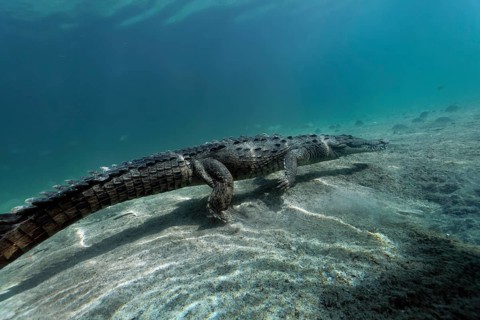 Pointed crocodile
