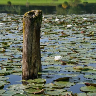 Water lilies with wooden poles and reflections