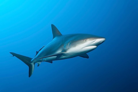 Caribbean reef shark