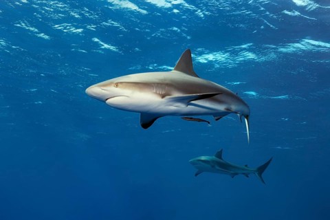 Caribbean reef shark