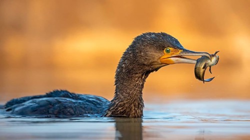 Great cormorant