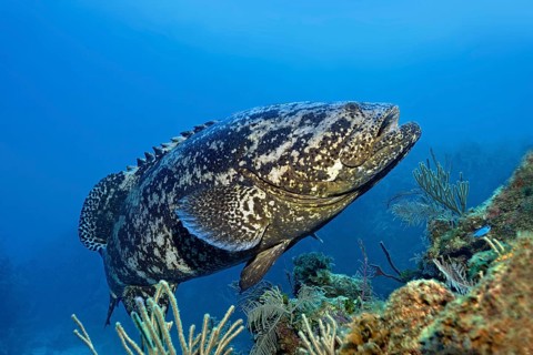 Atlantic goliath grouper