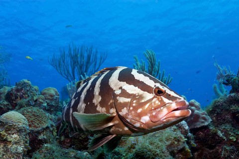Nassau grouper