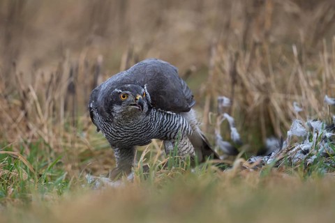 Northern goshawk