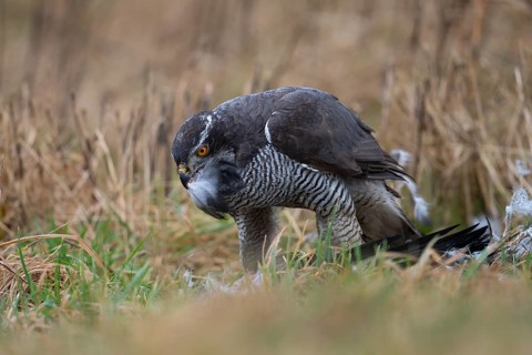 Northern goshawk