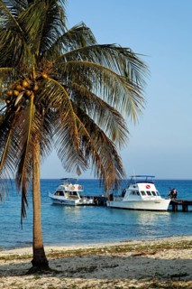 Beach with palm tree