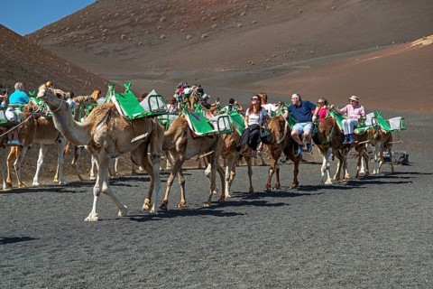 Tourists riding dromedaries in Timanfaya National Park