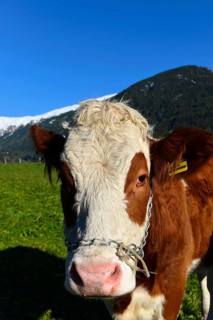 Female domestic cattles