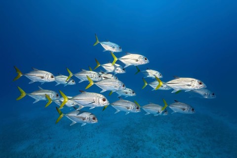 Swarm of Bigeye trevally or West Atlantic Carangidae swimming in the open sea over a sandy bottom