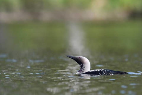 Black-throated loon