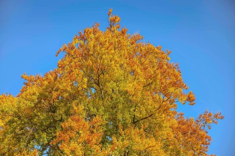Autumn