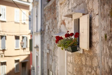 Window flowers in Rovinj