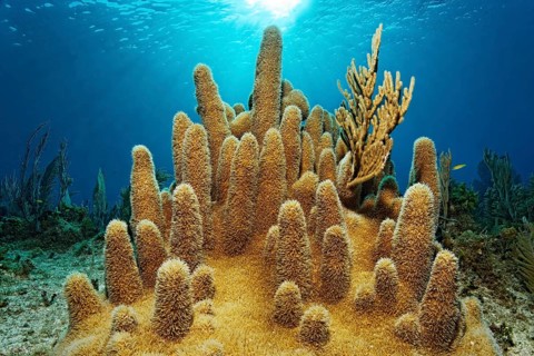 Pillar coral