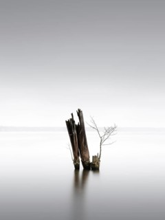 Old groynes for bank protection