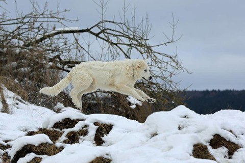 Kuvasz romps in the snow and jumps