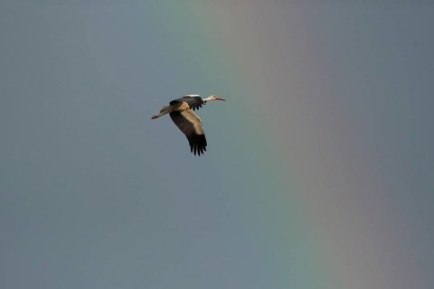 White stork