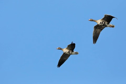 Greater white-fronted geese